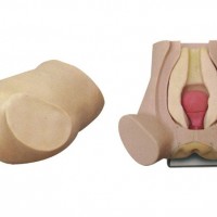 診斷性刮宮仿真模型