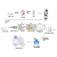 MRM/PRM定量蛋白組學分析